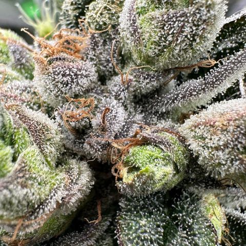 Misc x (LA Kush x Zkittles) #23 28.19g growlog timeline photo