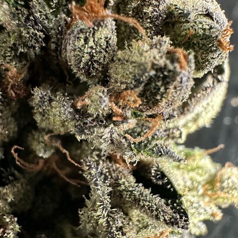 Misc x (LA Kush x Zkittles) #33 19.08g growlog photo: 19g total put in Grove bag
