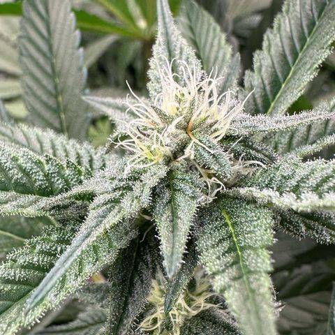 MiscxLAZ #29 C growlog timeline photo