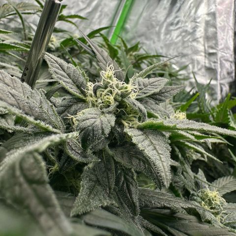 MiscxLAZ #08 C #1 growlog timeline photo