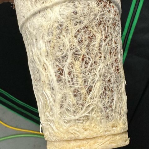 MiscxLAZ #29 C growlog timeline photo