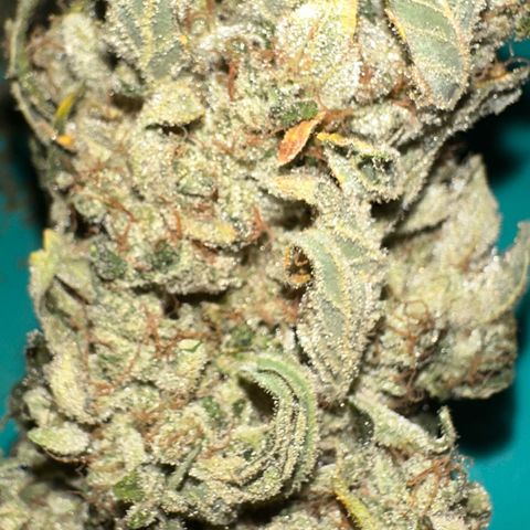 CxLAZ #15 52g growlog photo: Trimmed main cola