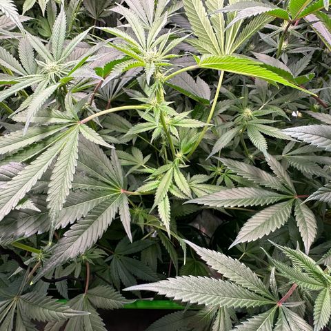 CxLAZ #31 C growlog timeline photo