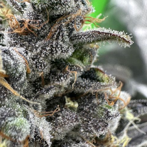 CxLAZ #24 37.13g growlog timeline photo