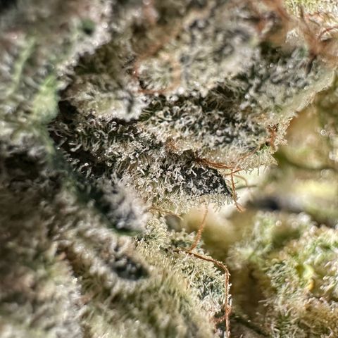 Misc x (LA Kush x Zkittles) #26 60.7g growlog timeline photo