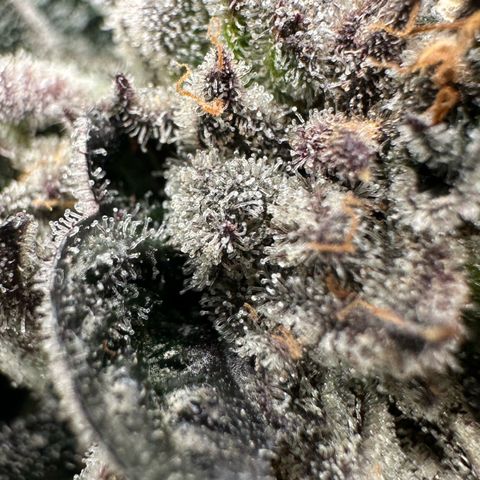 Misc x (LA Kush x Zkittles) #35 28.55g growlog timeline photo
