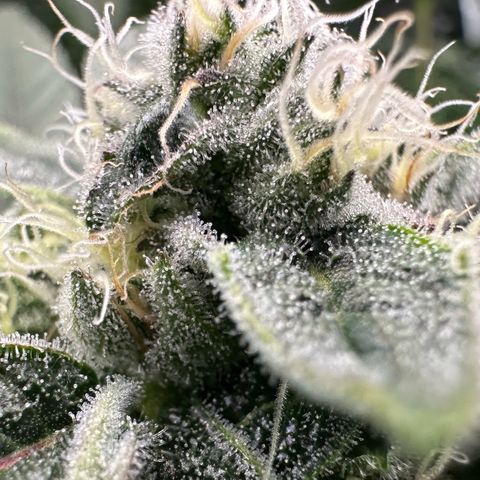 CxLAZ #20 C1 25g growlog timeline photo
