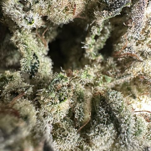 Misc x (LA Kush x Zkittles) #26 60.7g growlog timeline photo