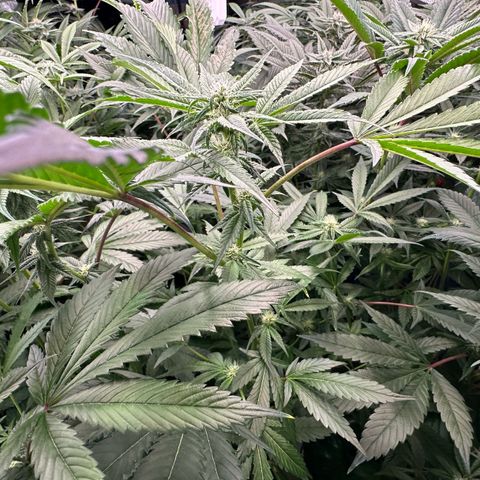 CxLAZ #31 C growlog timeline photo