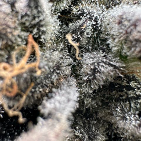 CxLAZ #16 50.72g growlog timeline photo