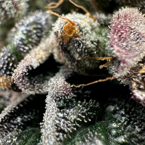 Misc x (LA Kush x Zkittles) #33 19.08g growlog timeline photo