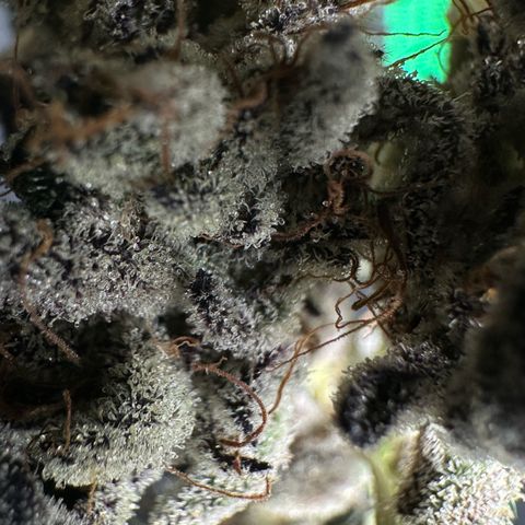 Misc x (LA Kush x Zkittles) #10 growlog photo: Moved to plastic bag