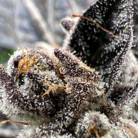 Misc x (LA Kush x Zkittles) #10 growlog timeline photo