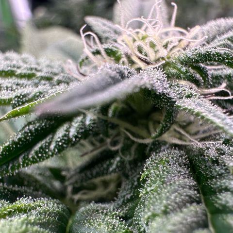 MiscxLAZ 5-4 34.63g growlog timeline photo