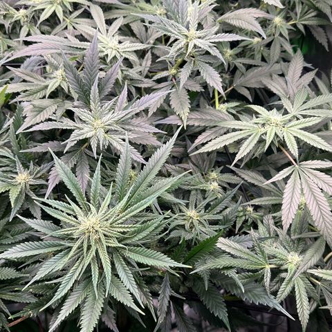 Fuel D.OG #1 Female 47.36g growlog timeline photo