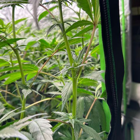 MiscxLAZ #29 C growlog timeline photo