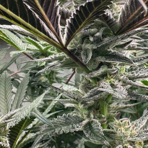 MiscxLAZ #22 C 42.33g growlog timeline photo