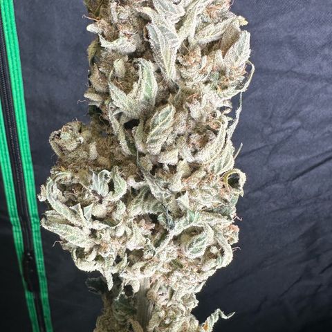 CxLAZ #15 52g growlog photo: Moved to plastic bag
