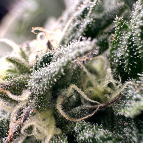 MiscxLAZ 5-4 34.63g growlog timeline photo