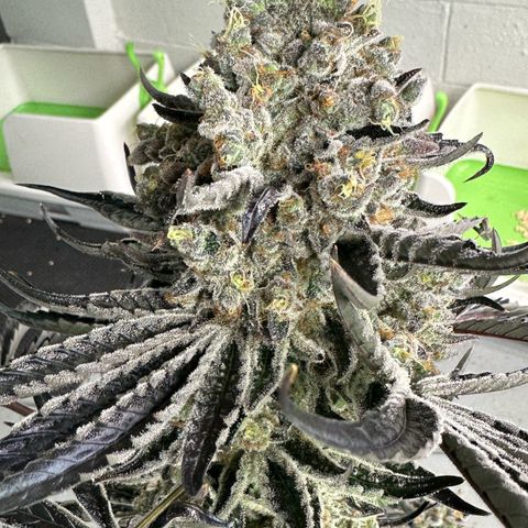 CxLAZ #24 37.13g growlog photo: Harvest day