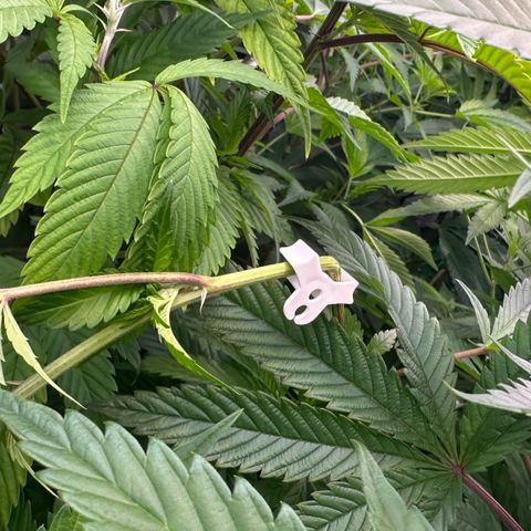 MiscxLAZ #22 C 42.33g growlog timeline photo