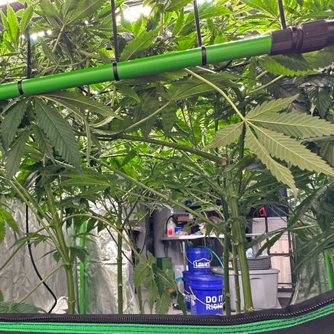 Fuel D.OG #1 Female 47.36g growlog timeline photo