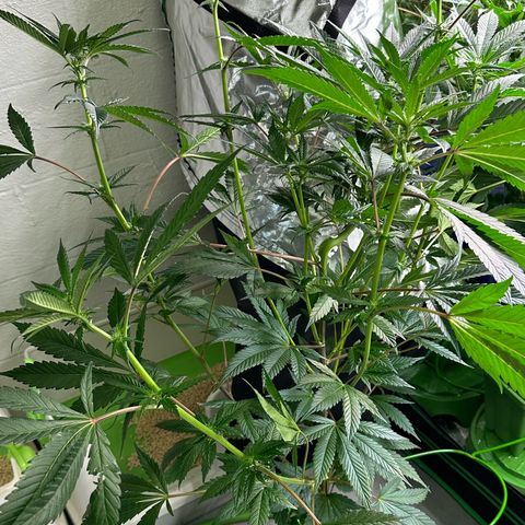 MiscxLAZ #29 C growlog timeline photo
