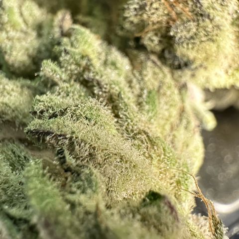 Misc x (LA Kush x Zkittles) #29 25.69g growlog timeline photo