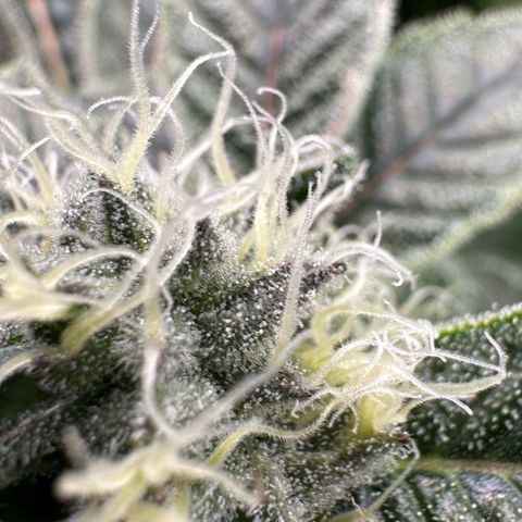 CxLAZ #20 C1 25g growlog timeline photo