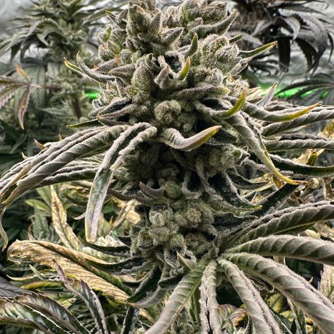 Misc x (LA Kush x Zkittles) #26 60.7g growlog timeline photo