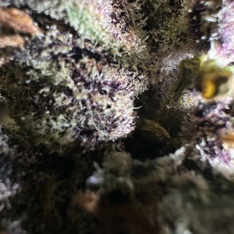 CxLAZ #03 45.52g growlog photo: Moved to plastic bag