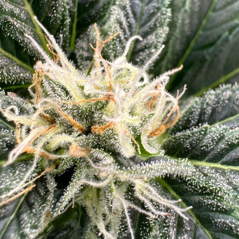 Fuel D.OG #2 Female 49.44g M growlog timeline photo