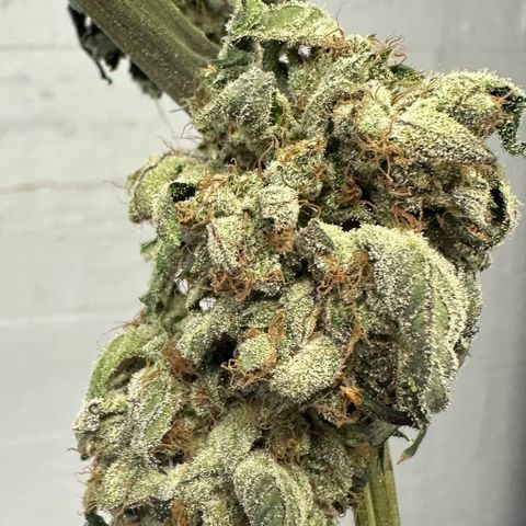 Misc x (LA Kush x Zkittles) #08 growlog photo: Moved to plastic bag