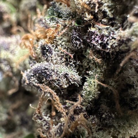 CxLAZ #03 45.52g growlog timeline photo