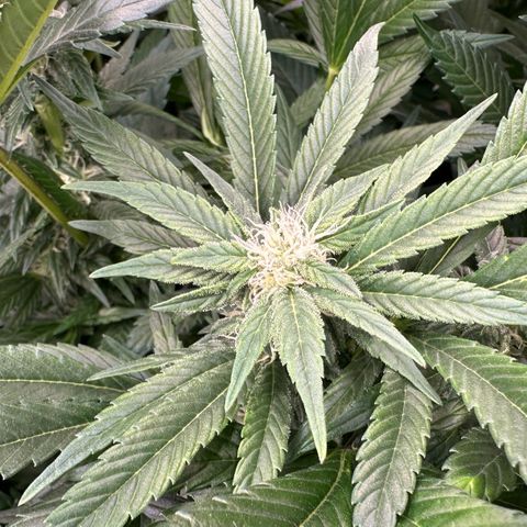 Fuel D.OG #2 Female 49.44g M growlog timeline photo