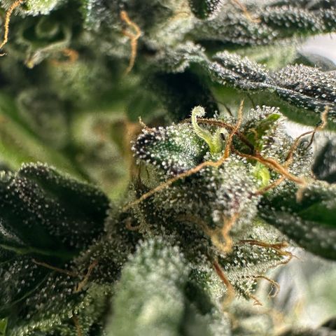 Auto Think Different  #3 growlog timeline photo