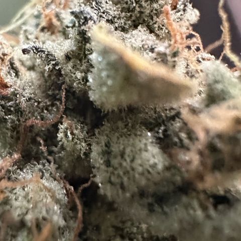 CxLAZ #15 52g growlog photo: Trimmed main cola