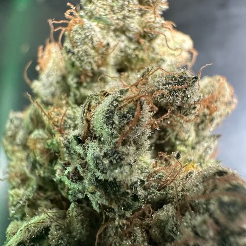 CxLAZ #06 growlog timeline photo