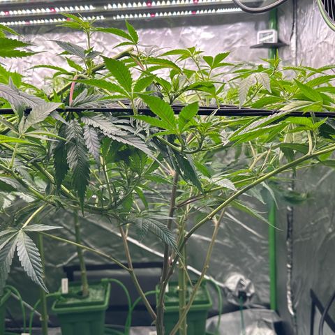 MiscxLAZ #08 C #1 growlog timeline photo