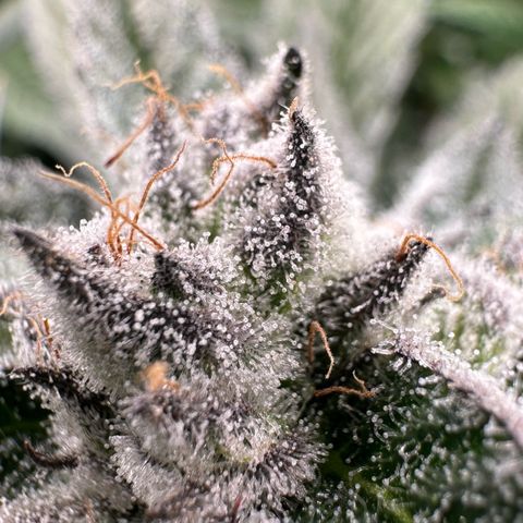 MiscxLAZ #29 C growlog timeline photo