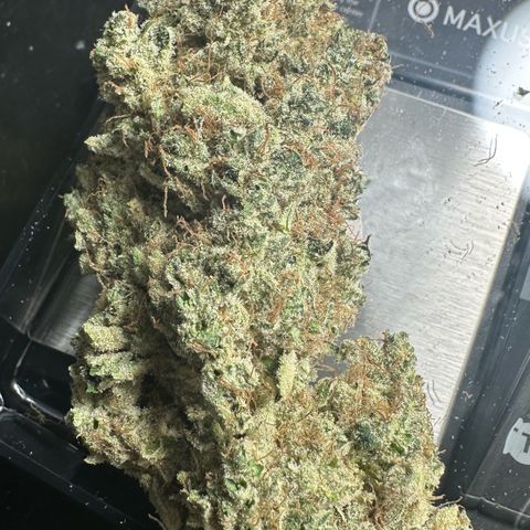 CxLAZ #15 52g growlog photo: Trim and put in grove bag, kind of dry.