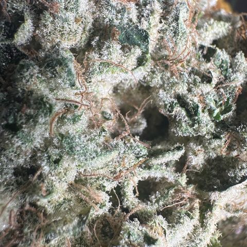 CxLAZ #15 52g growlog photo: Trim and put in grove bag, kind of dry.