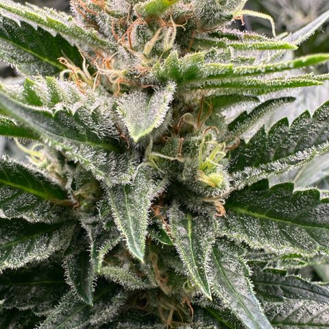 Fuel D.OG #1 Female 47.36g growlog timeline photo