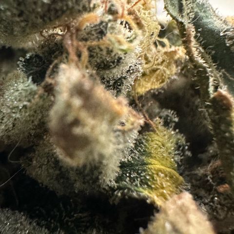 CxLAZ #15 52g growlog photo: Trimmed main cola