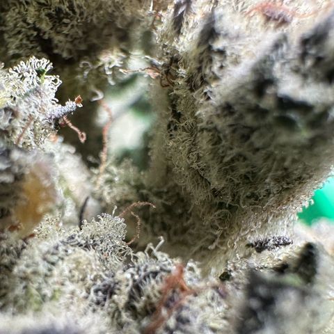 Misc x (LA Kush x Zkittles) #29 25.69g growlog timeline photo