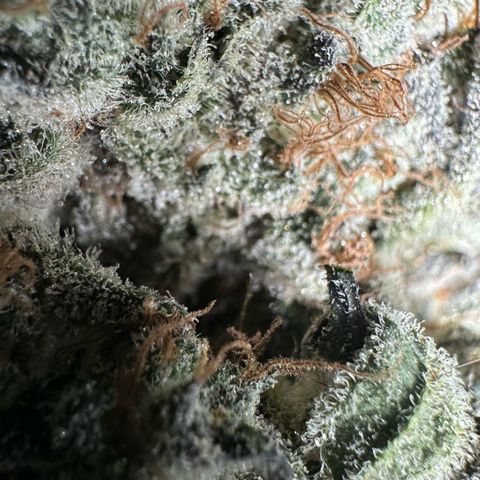 CxLAZ #24 37.13g growlog timeline photo