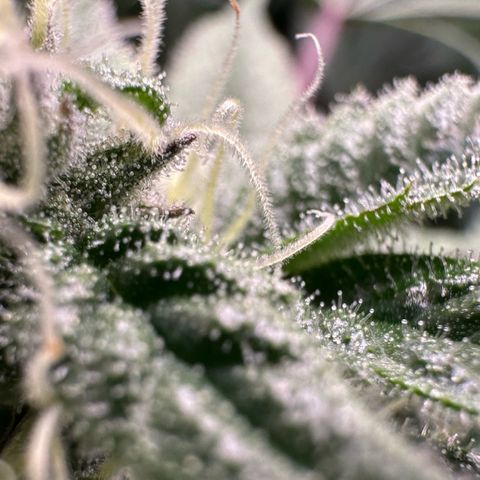 CxLAZ #03 C #1 58.58g growlog timeline photo