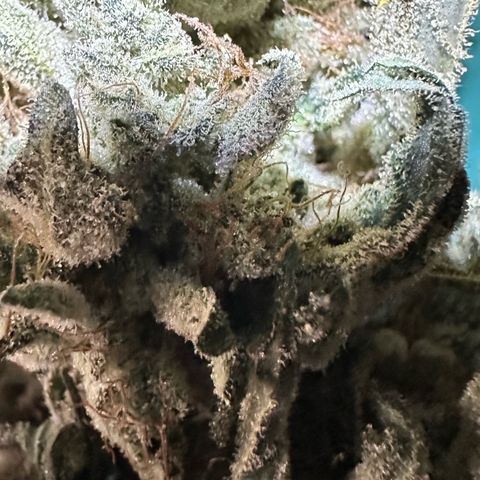 CxLAZ #15 52g growlog photo: Trimmed main cola