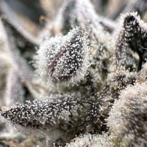 Misc x (LA Kush x Zkittles) #29 25.69g growlog timeline photo
