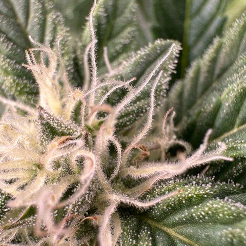 Fuel D.OG #2 Female 49.44g M growlog timeline photo